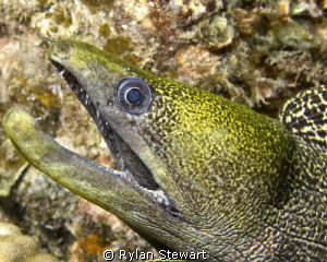 A yellow faced moray isn't giving me a very warm welcome by Rylan Stewart 